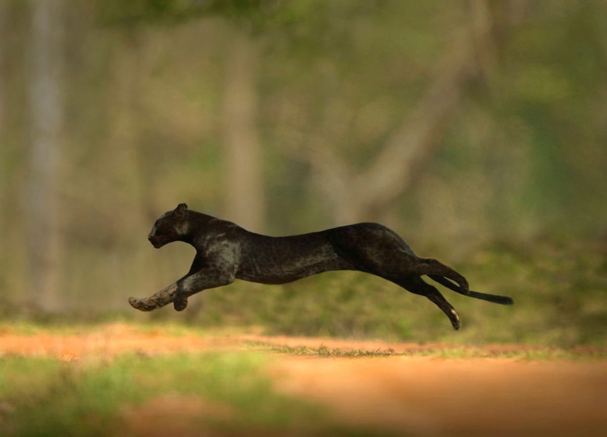 Белый тигр альбинос