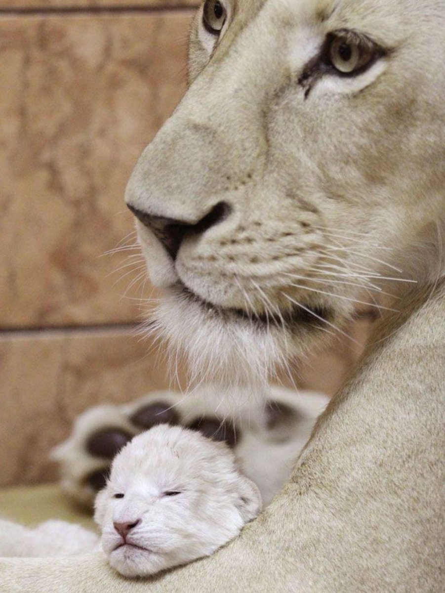 Амурский тигр альбинос