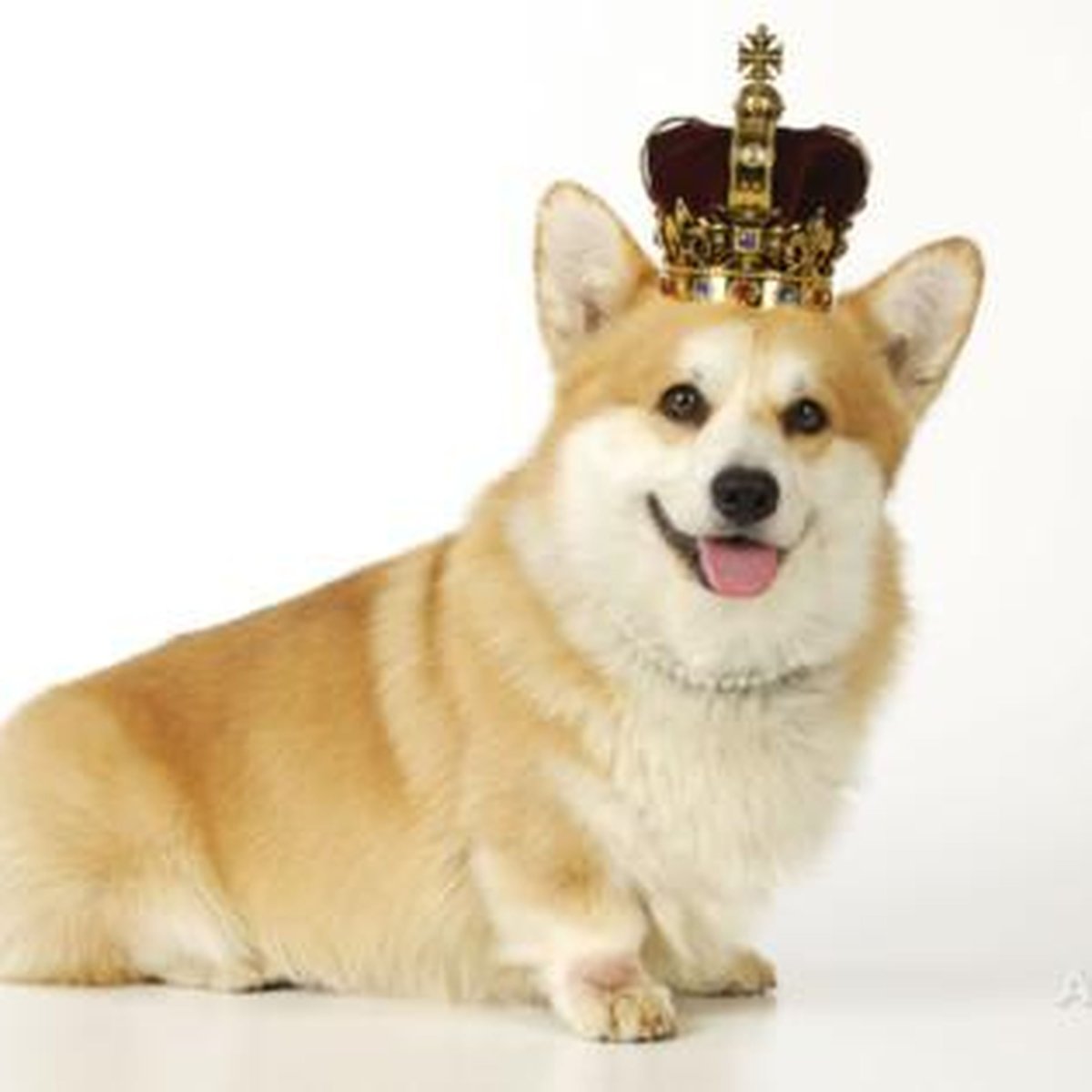 Корги в короне