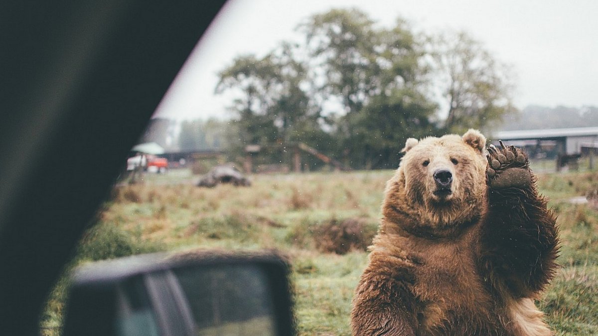 Медведь в ушанке с автоматом