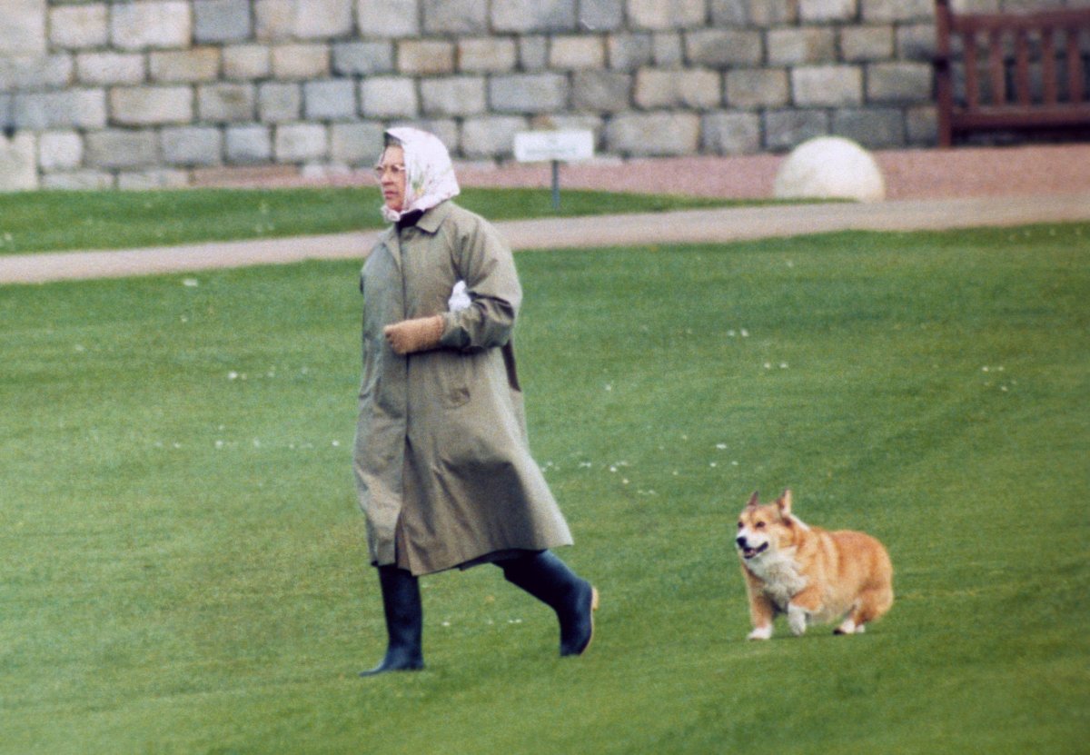 Вельш корги Елизаветы 2