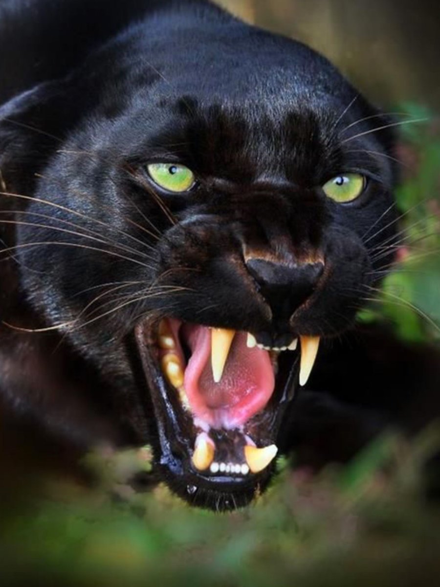 Художник Polina Bright