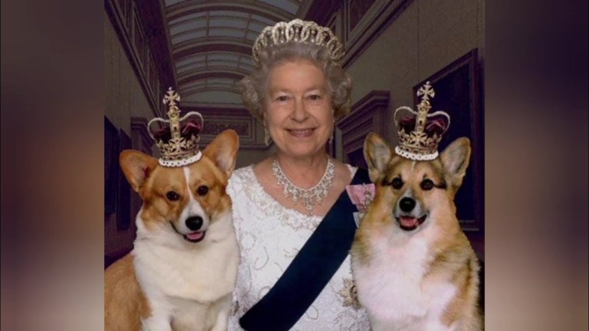 Корги английская Королева