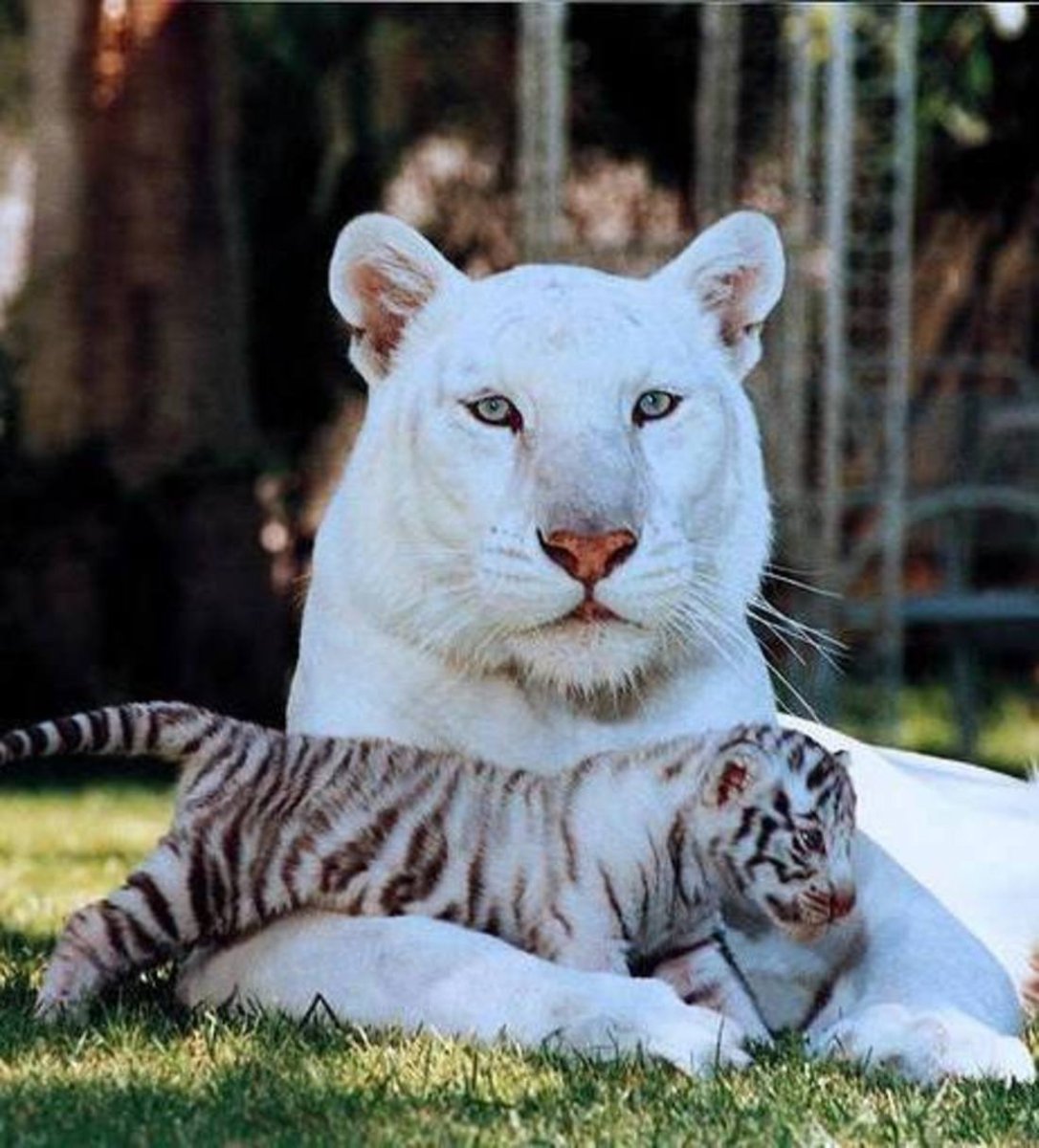 Пантера с голубыми глазами фото на телефон