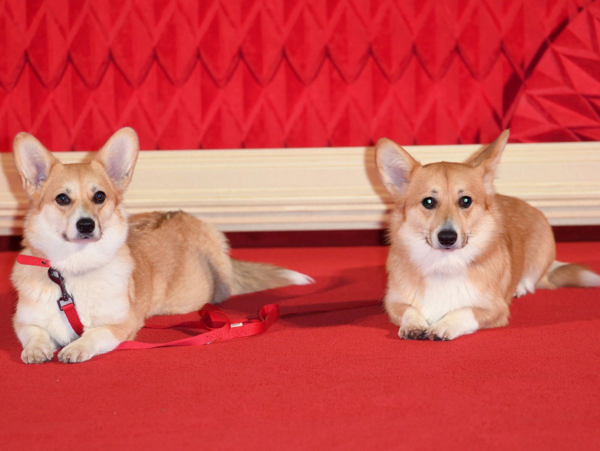 Вельш корги собака королевы