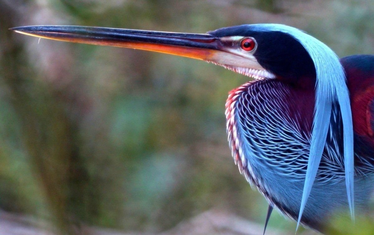Agami Heron