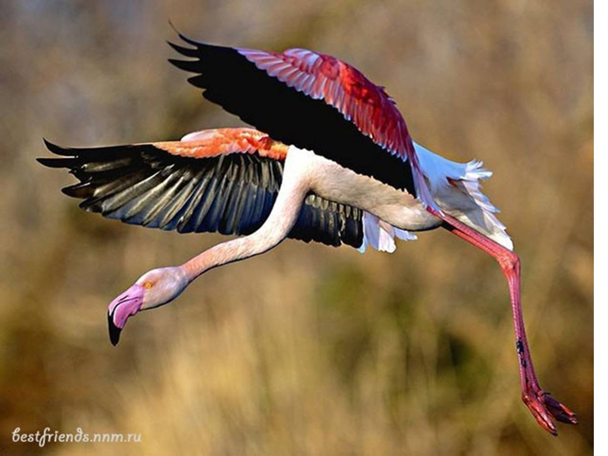 Розовый Фламинго размах крыльев