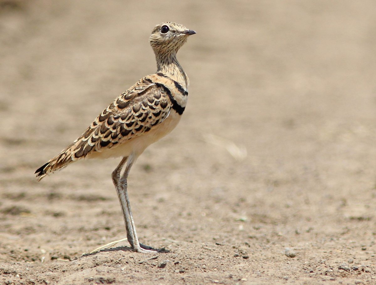 Double-Banded Courser птица