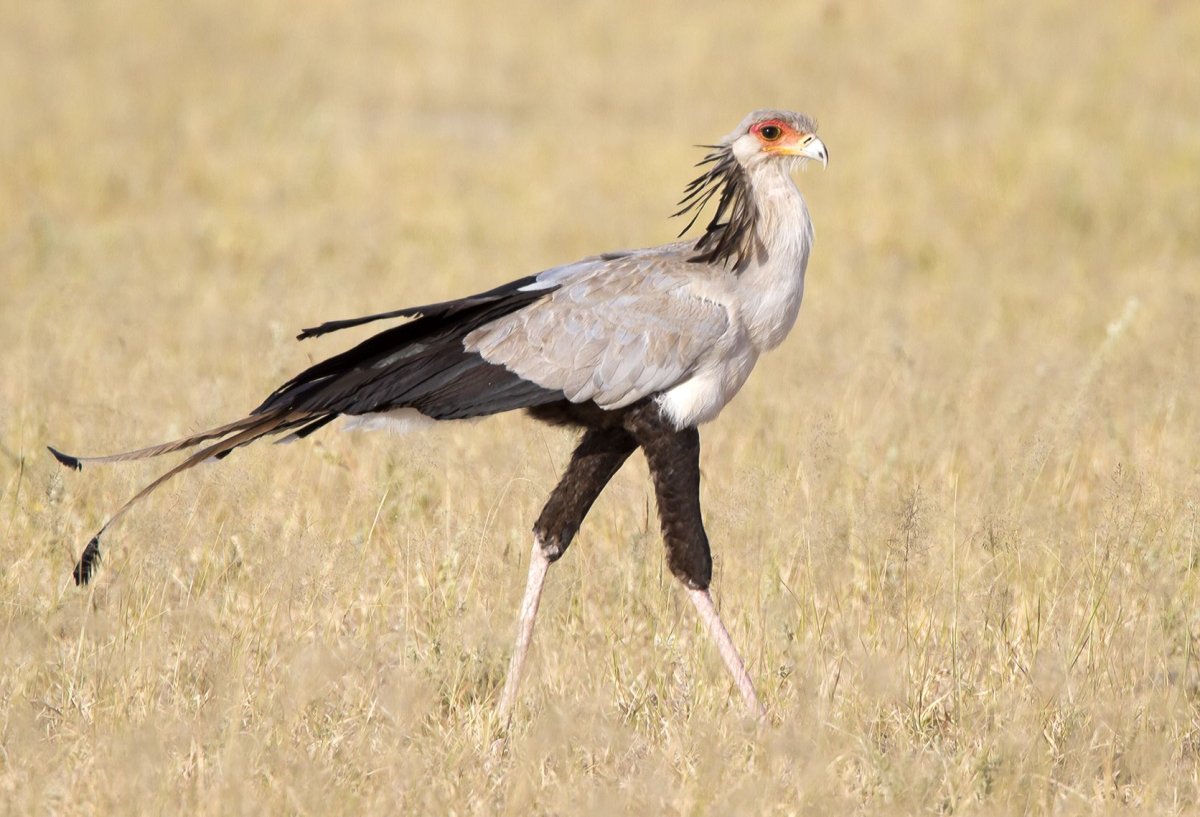 Птица-секретарь Sagittarius serpentarius