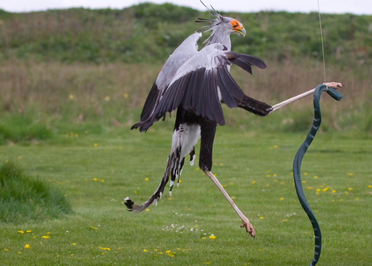 Птица секретарь Морад