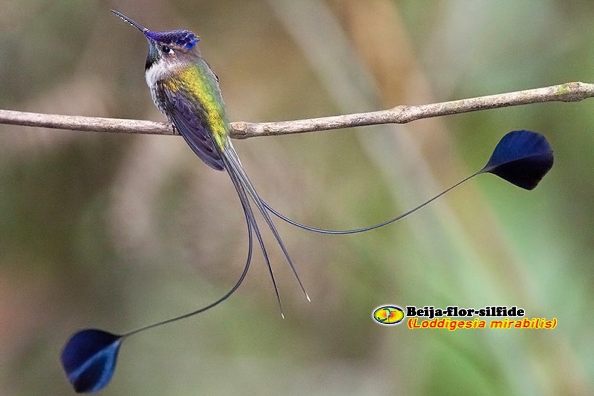 Колибри дивный Шпательтэил