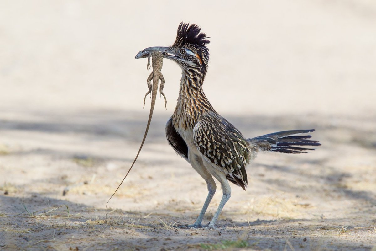 Калифорнийская Земляная Кукушка