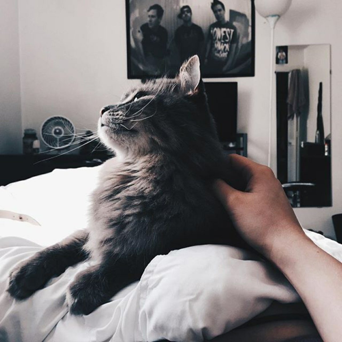 Кошка обнимает руку