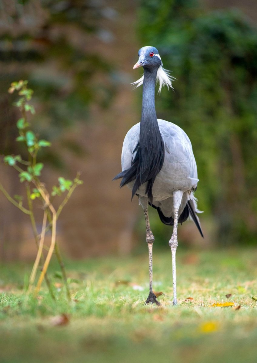 Крупная птица на длинных ногах