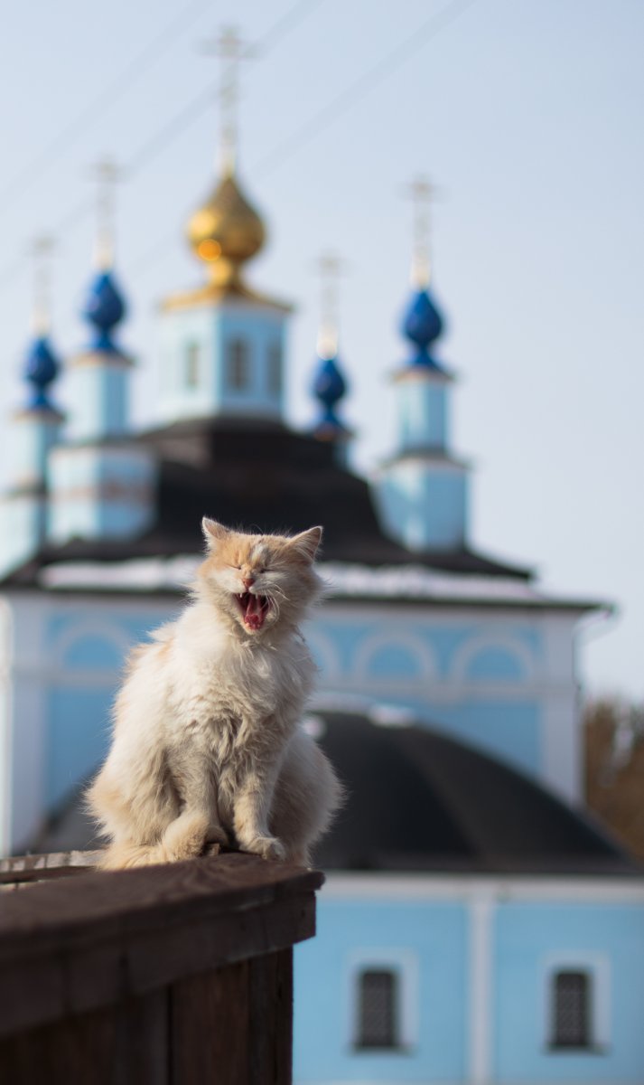 Монастырский кот