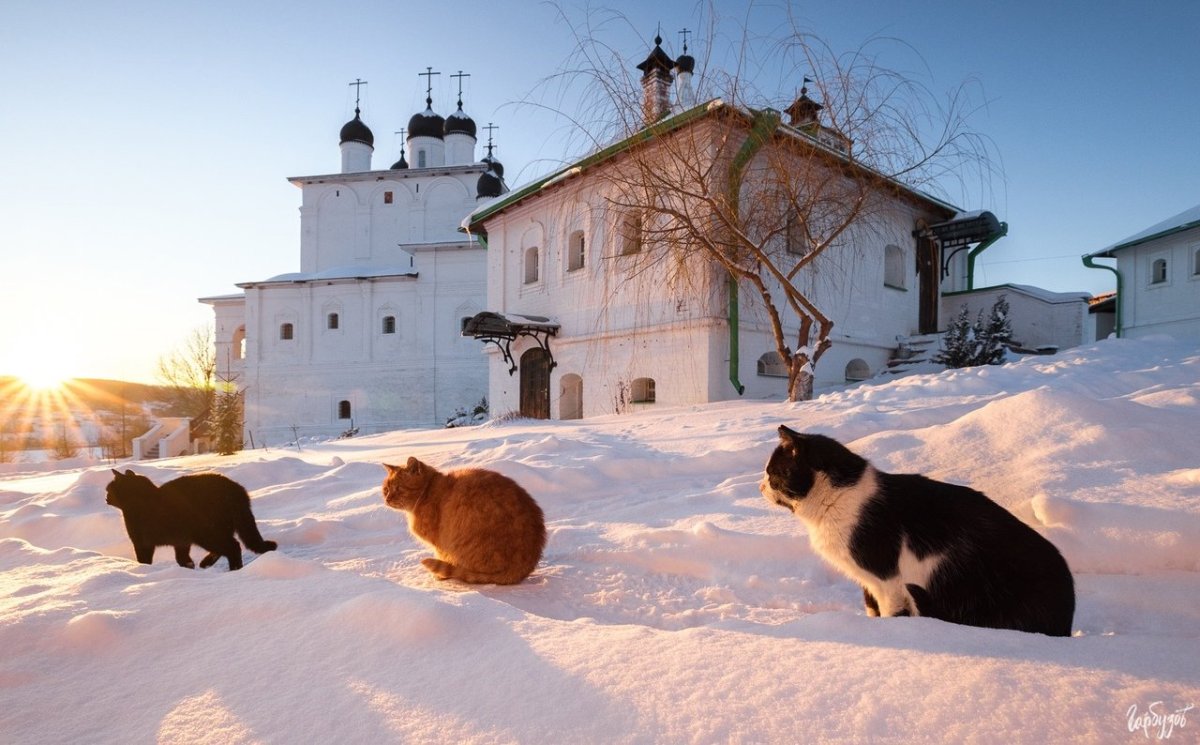 Кошки Анастасов монастырь