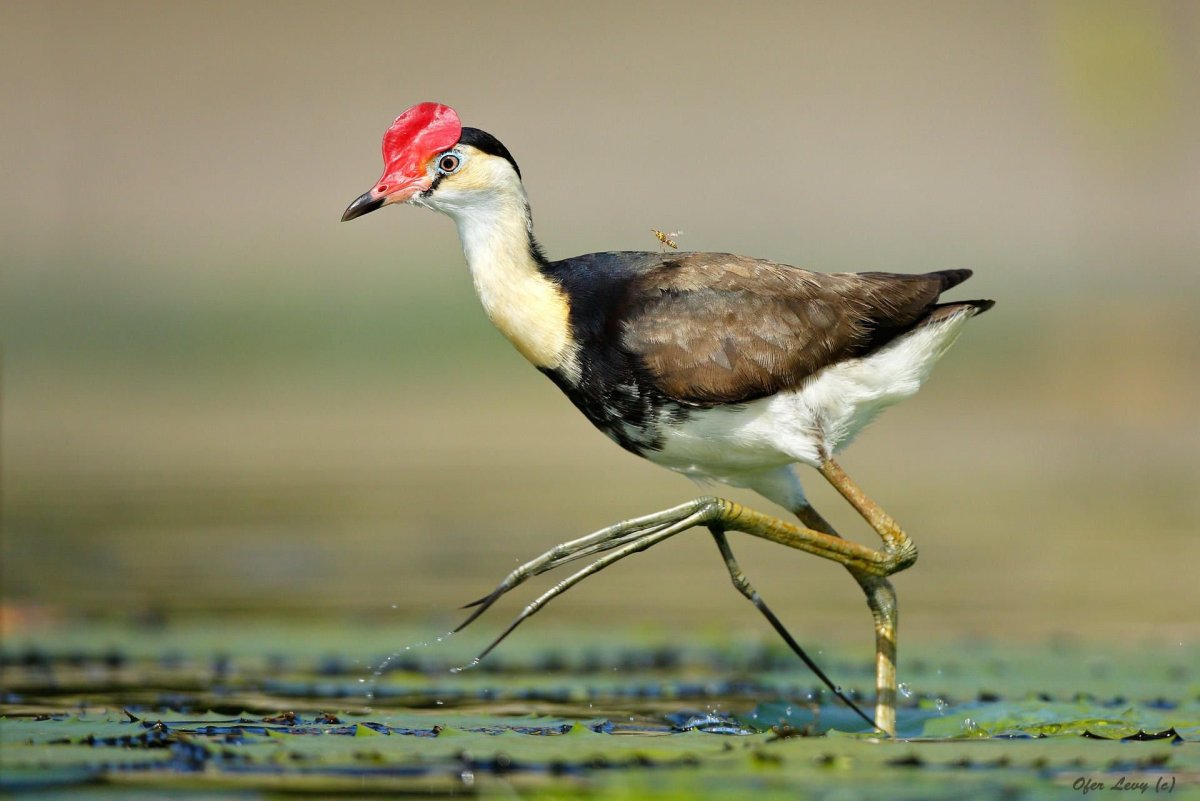 Австралийская якана