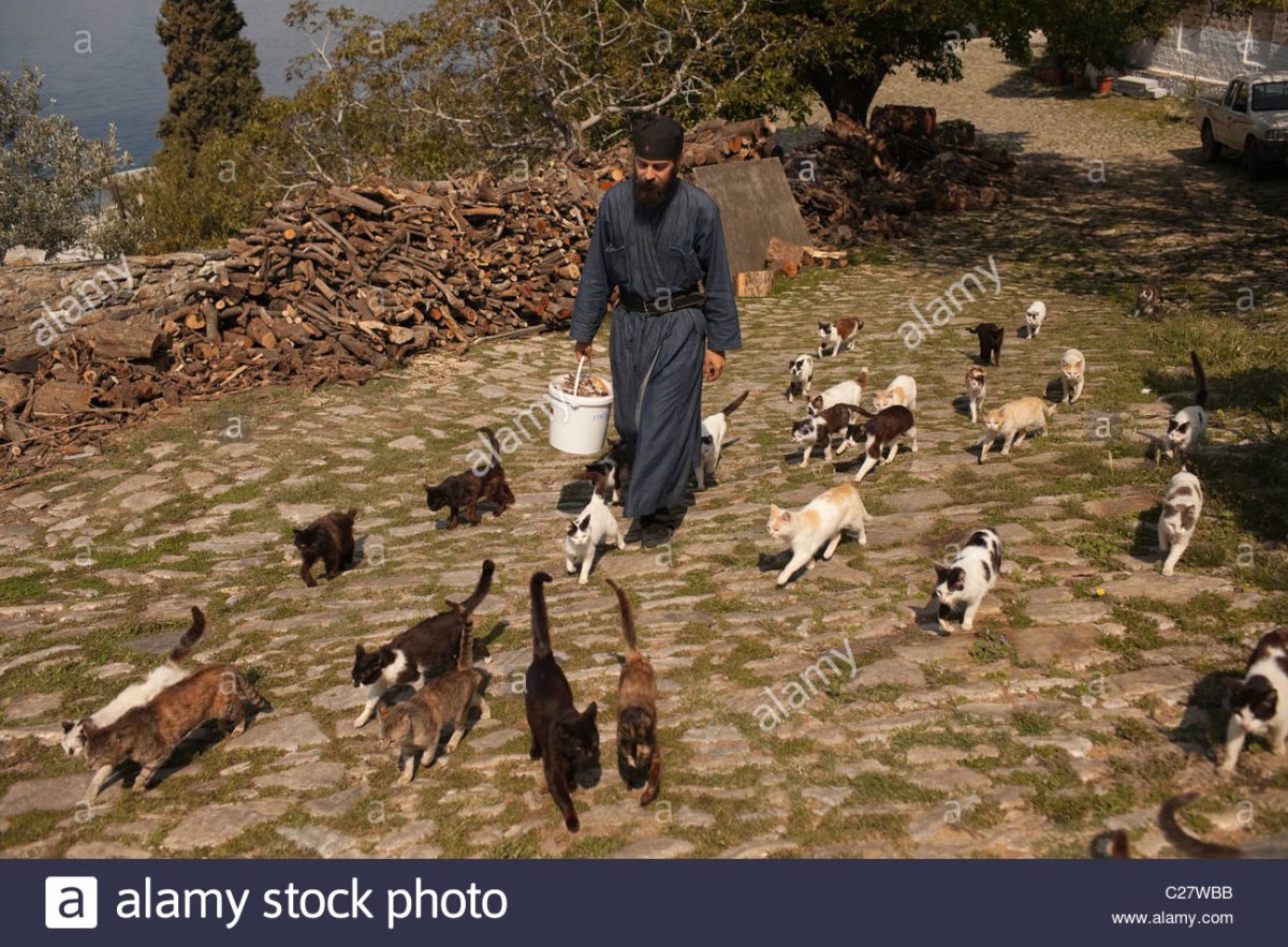 Кошки в монастырях