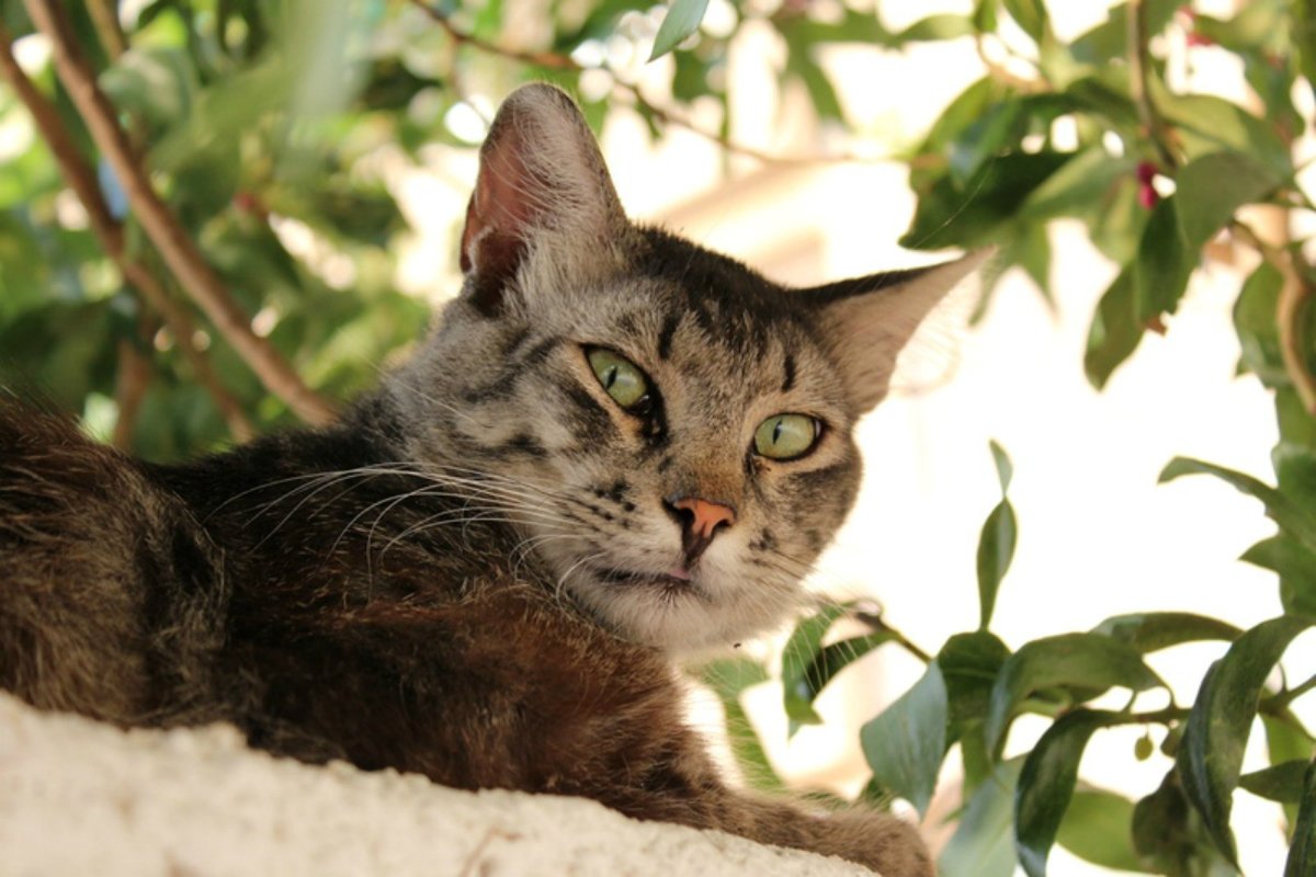 Милые котики Эстетика