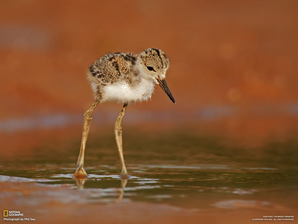 Маленькая птица с длинными ногами