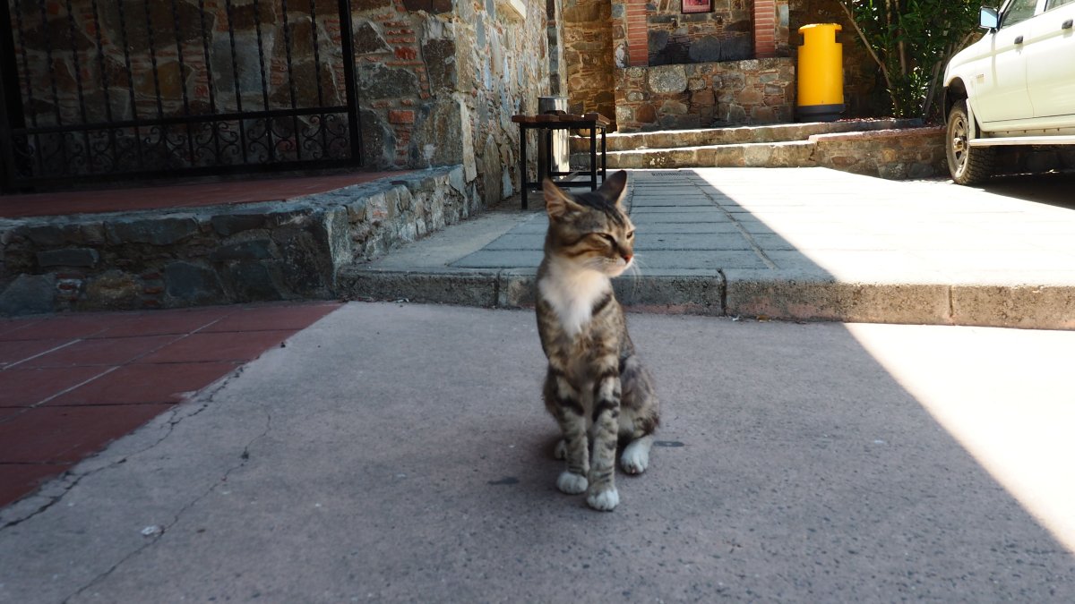 Утренний кот