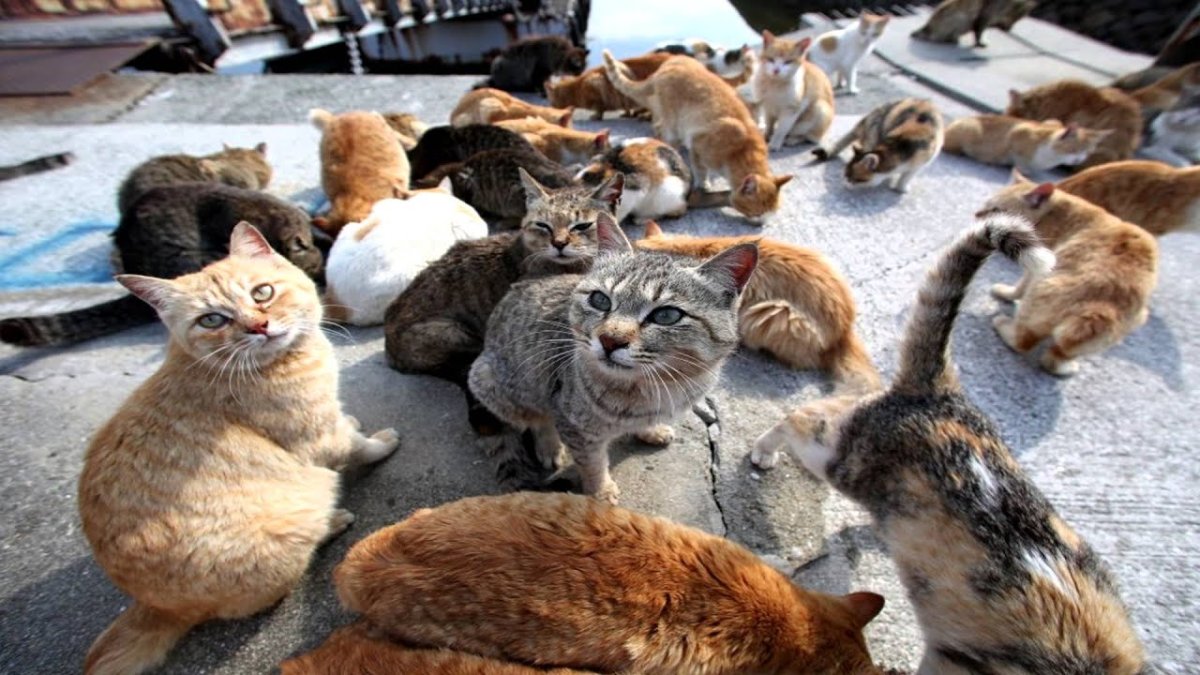 Мистер Пибблз самый маленький кот