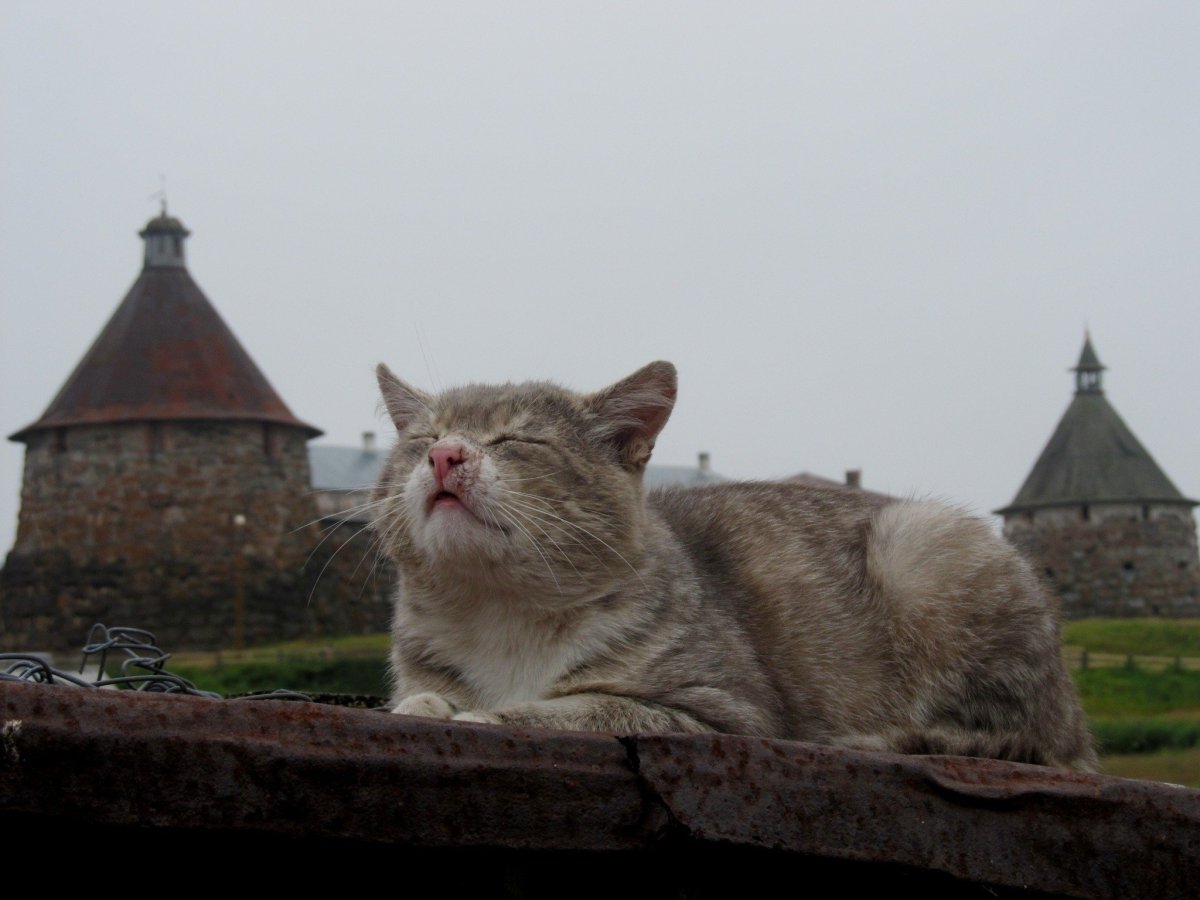 Монастырские коты