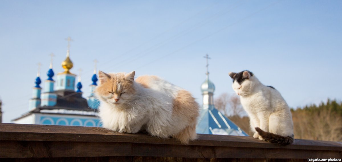 Монастырь Святого Николая кошатника