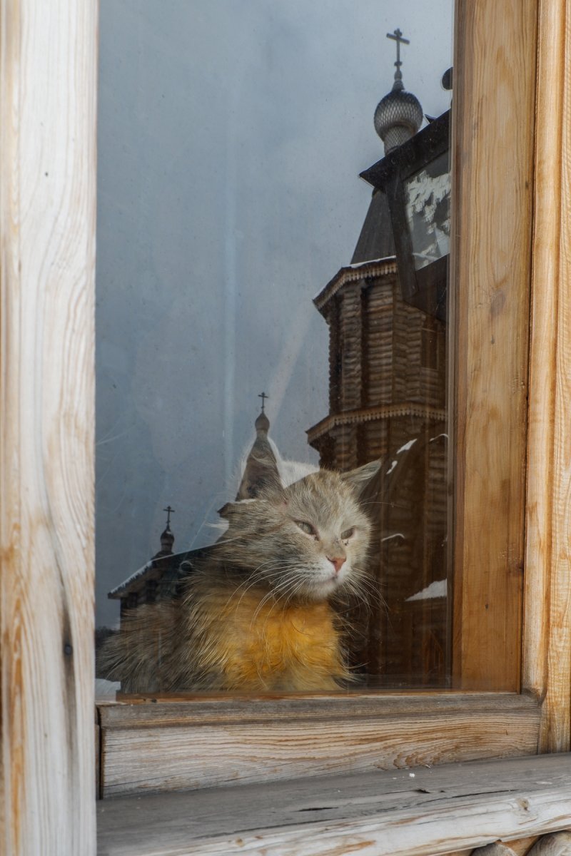 Котик на руках