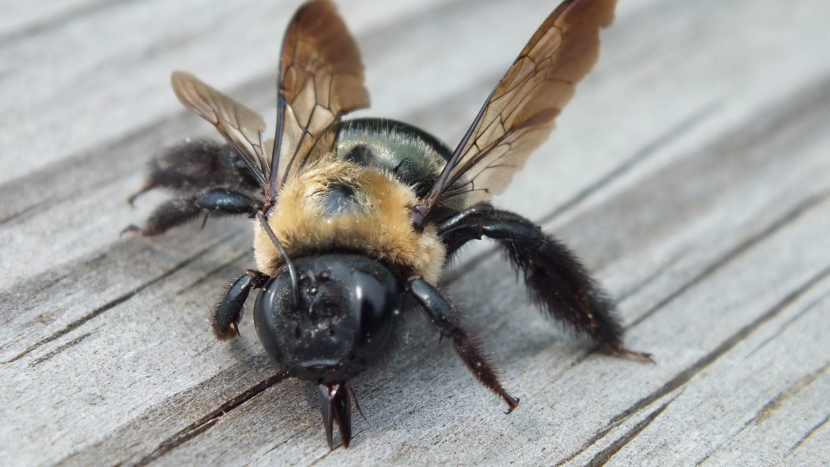 Carpenter Bee