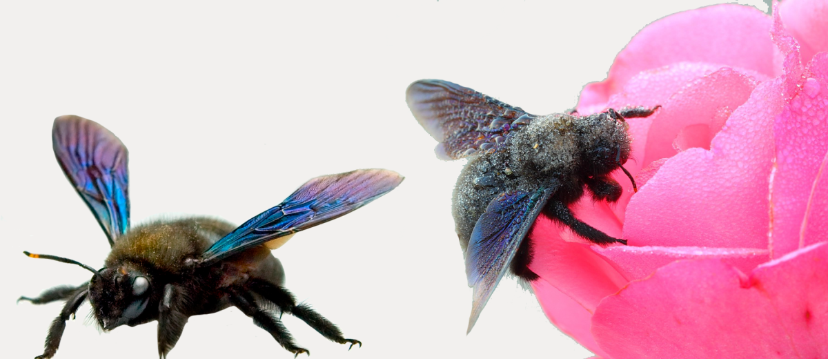 Пчела плотник на белом фоне