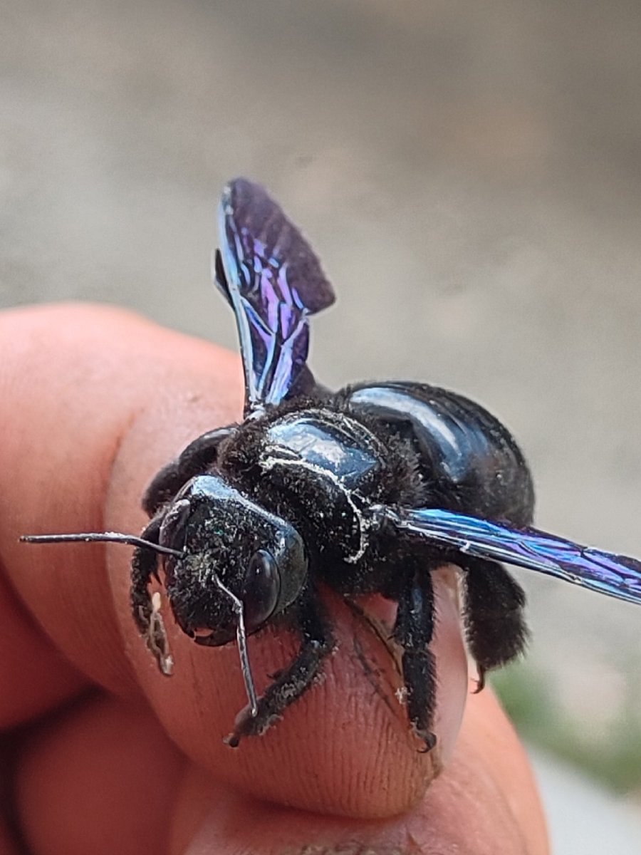 Изумрудная пчела плотник