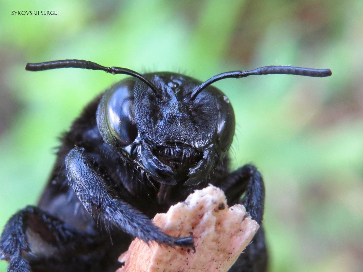 Пчела-плотник обыкновенная (Xylocopa Valga)
