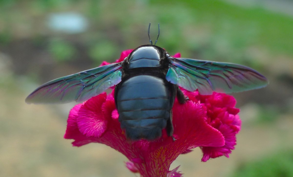 Шмель-плотник фиолетовый( Xylocopa violacea )