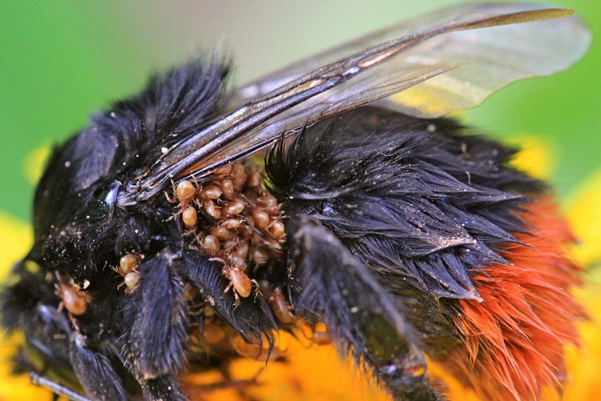 Букашки весной черные