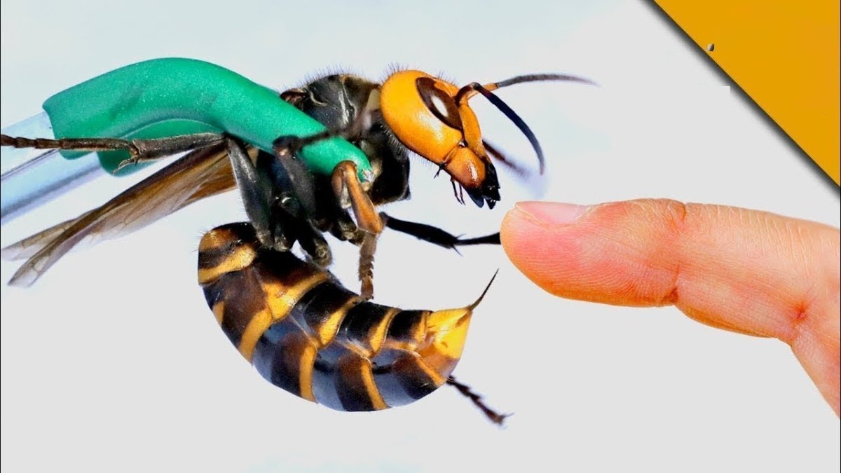 Шершень Дыбовского черный