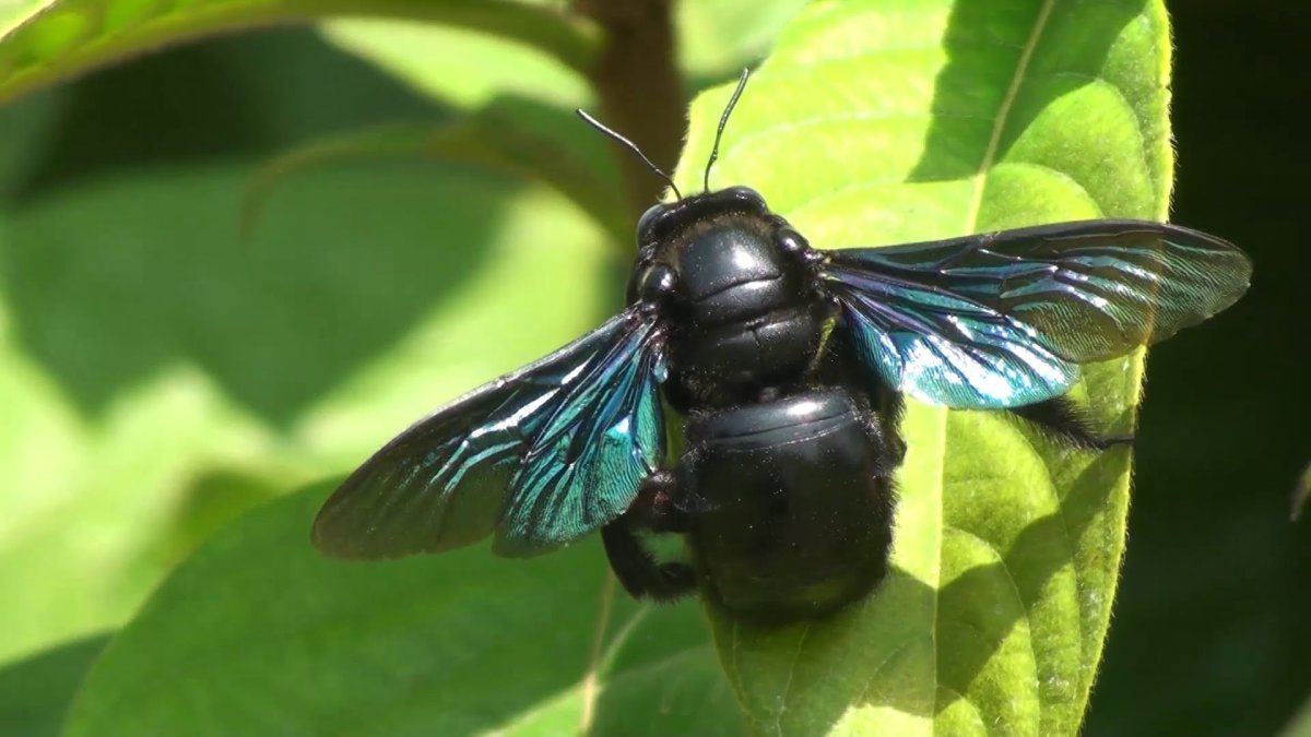 Carpenter Bees (genus Xylocopa)