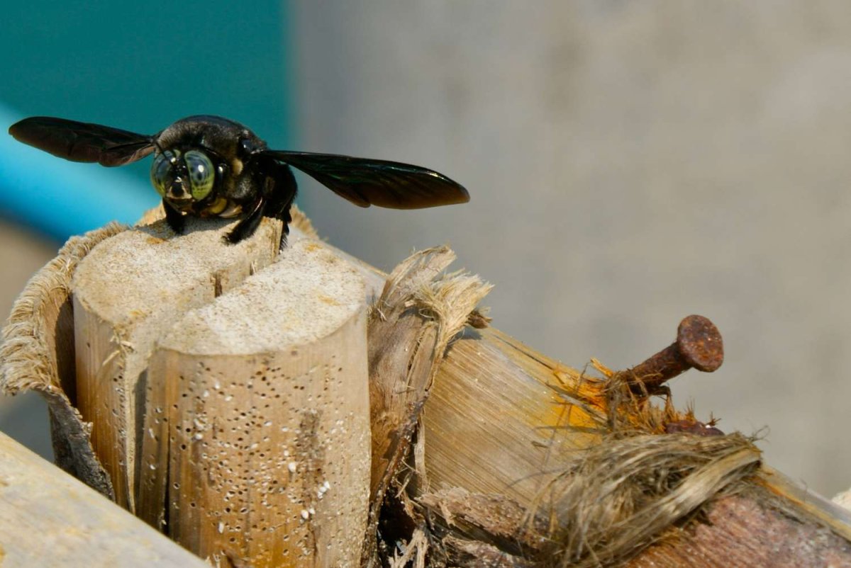 Carpenter Bees (genus Xylocopa)