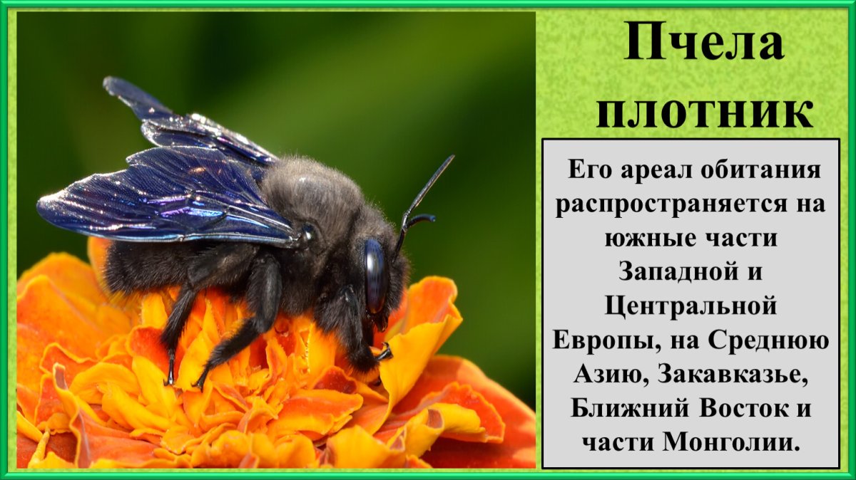 Пчела на ладони