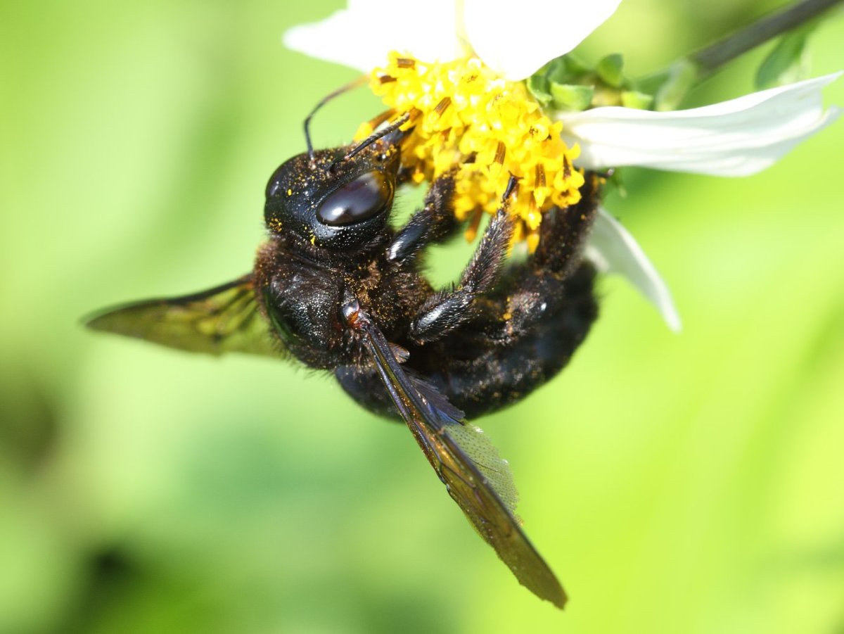 Добрая пчела плотник