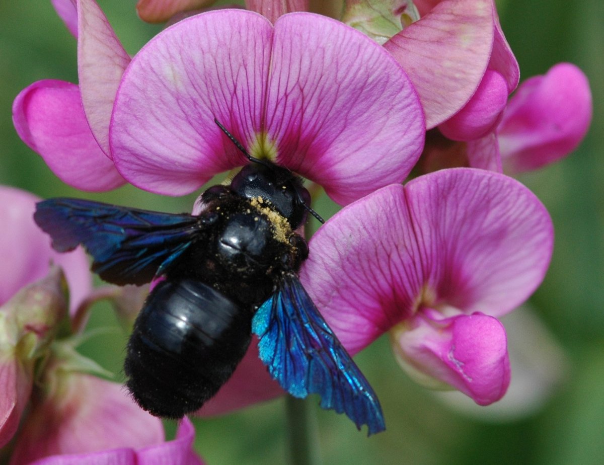 Пчела-плотник фиолетовая брюшко