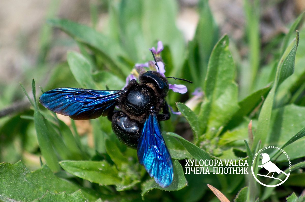 Синяя пчела плотник