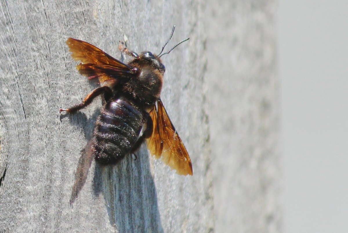 Шмель Лесной