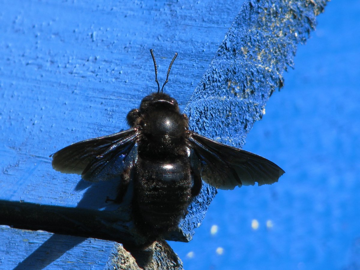 Пчела-плотник обыкновенная (Xylocopa Valga)