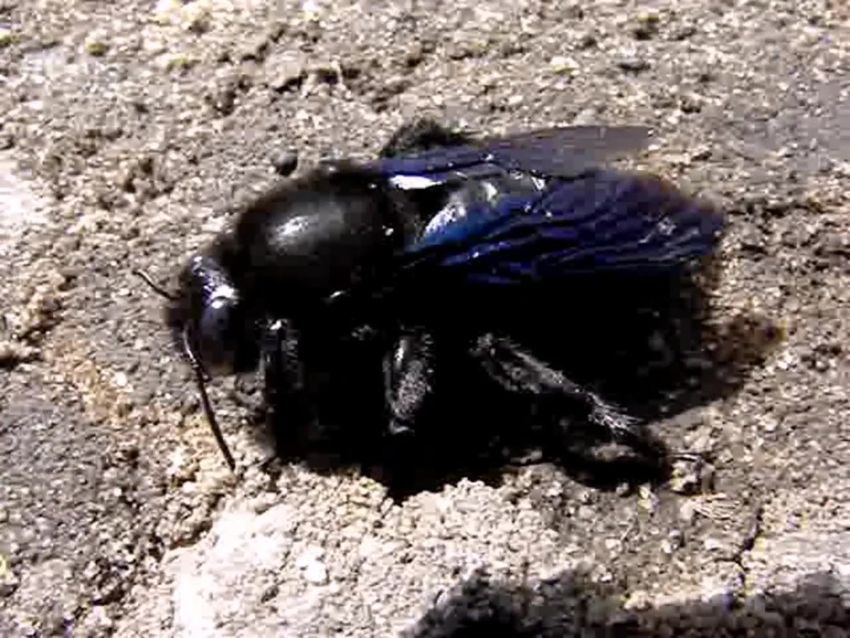 Пчела плотник личинки