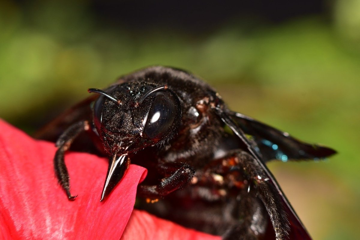 Большая черная Оса