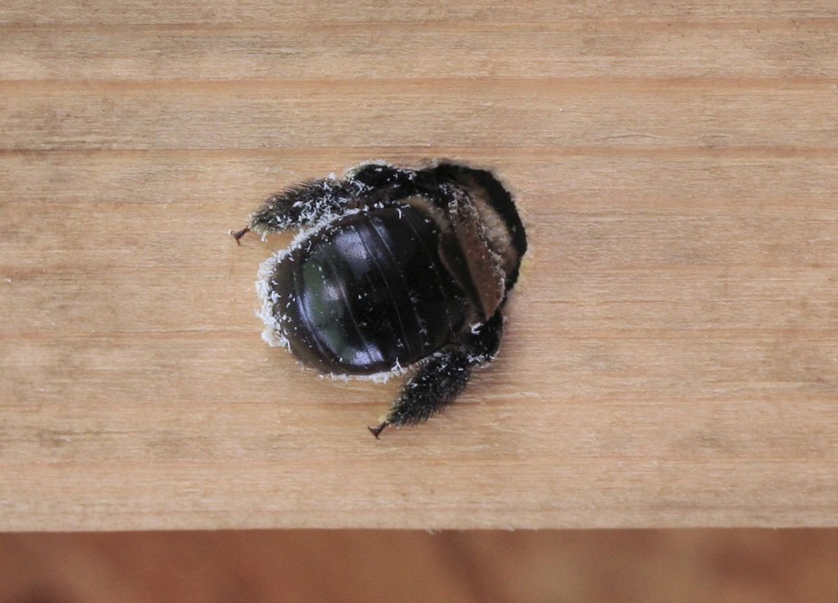 Шмель плотник гнездо