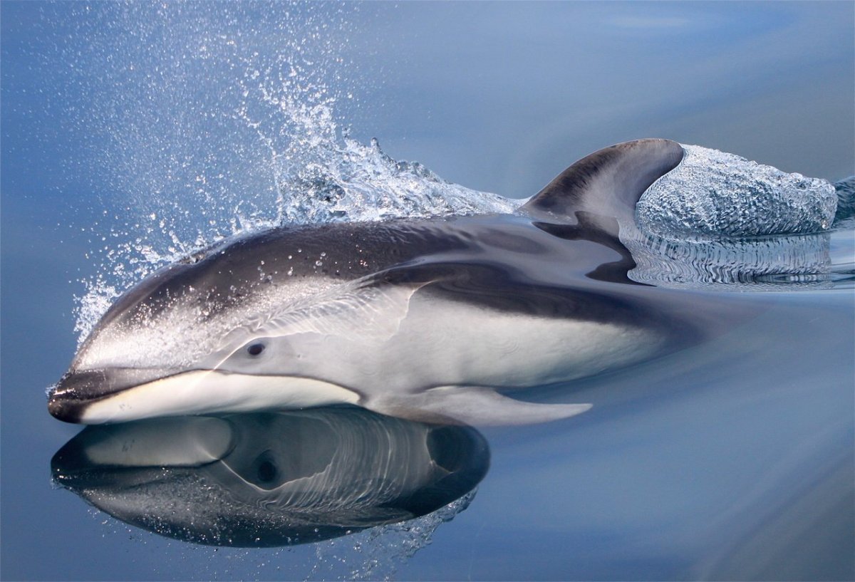 Тихоокеанский дельфин