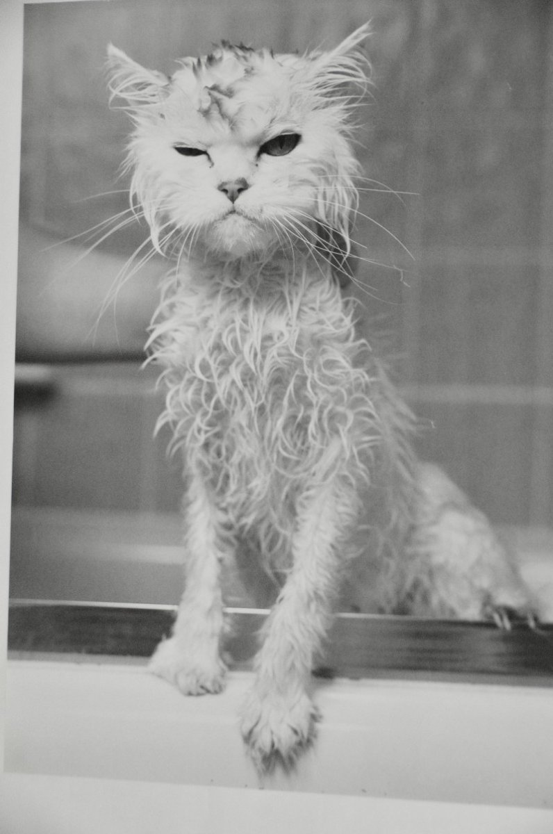 Чучело кошки