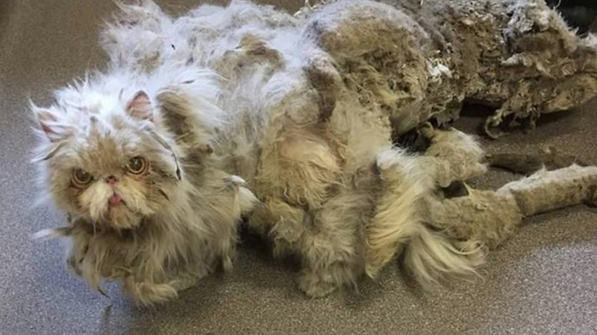 Трехцветный кот арт